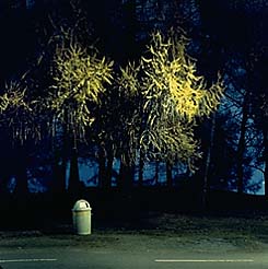 [trees]